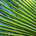 Loreto Fronds
