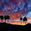 Luminous Desert Sunset Skies Behind Palm Trees, Palm Desert California