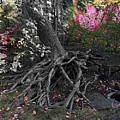 Magical Forest by Carol Whaley Addassi