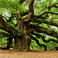 Mystical Angle Oak Tree larger image