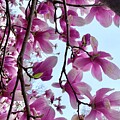 Magnolia Blossoms by Veterans Aerial Media LLC