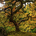Majestic Autumn Tree by Mary Jo Allen