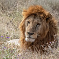 Majestic Lion Resting in the Grass by Marcy Wielfaert