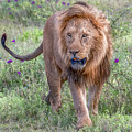 Majestic Lion Walking in Savanna by Marcy Wielfaert