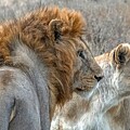 Majestic Lions in the Savanna by Marcy Wielfaert