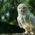 Majestic Snowy Owl by Jean Noren