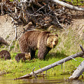 Mama Grizzly with Triplets by William D Briscoe