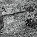 Mamma Duck and Babies