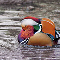 Mandarin Duck in Tranquil Pond by Anorel