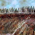 Marine Iguana Reptilian Ridge in Close Focus Photograph by Bruce Block