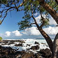Maui Ocean Trees