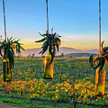 Mexico Wine Country Sunset