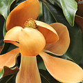 Middle-Aged Magnolia