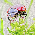 Miss Bug Dreamstate 