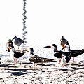 Misson Bay Black Skimmers Digital Art by Bruce Block