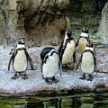 Missouri - St. Louis Zoo - Flock of Penquins by Robert Niemeier