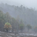 Misty Forest Landscape, Great Smoky Mountains National Park by Marcy Wielfaert