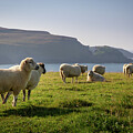 Mizen Watchers  West Cork, Ireland by Mark Callanan