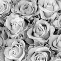 Monochrome Rose Bouquet by Bruce Block