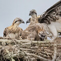 Mother Osprey and Three Chicks #8518 by Dan Beauvais