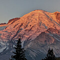 Mount Rainier in Alpenglow