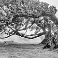 Mystical Trees #4 by Shirley Mitchell