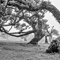 Mystical Trees #5 by Shirley Mitchell