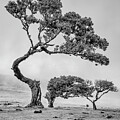 Mystical Trees #6 by Shirley Mitchell