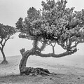 Mystical Trees #7 by Shirley Mitchell