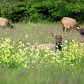 Nap in the Wildflowers by Diane Moller
