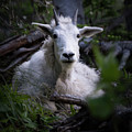Napping Mountain Goat