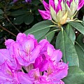 Nature's Canvas A Burst of Pink Rhododendron Blossoms