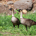Nene Pair by Charlie Osborn