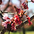 Newark Cherry Blossom Series - 3 by Christopher Lotito
