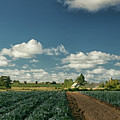 Normandy Countryside 1 by Lisa Chorny