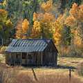 Autumn on Highway 88, an Old Abandoned Barnwood Cabin 