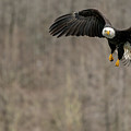 On the Skagit..