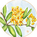 Orange Milkweed Flowers