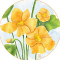 Orange Nasturtium Flowers in Bloom