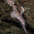 Ornate Ghost Pipefish