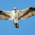 Osprey 30A Photograph by Sally Fuller