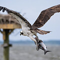 Osprey Bringing the Catch #9243 by Dan Beauvais