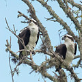 Osprey Couple
