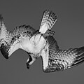Osprey Deep Dive by Rene Vasquez