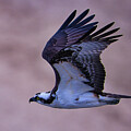Osprey Flyby Virginia Beach by Rene Vasquez