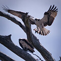 Osprey Home Bound by Rene Vasquez