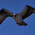 Osprey Meal Incoming by Rene Vasquez