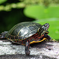 Painted turtle in the sunshine
