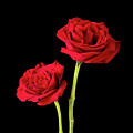Pair of American Beauty Roses on Black by Charles Floyd
