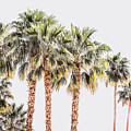 Palm Trees Palm Springs California 0296-100HS by Neptune Images
